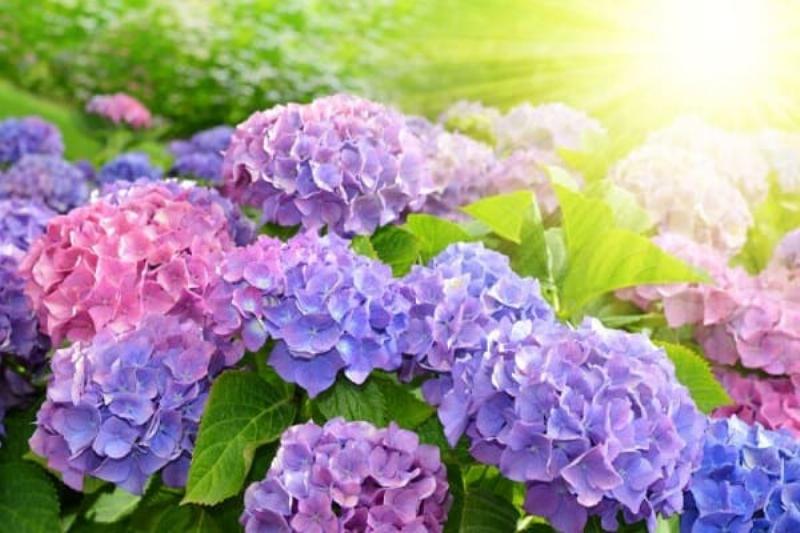 Bông hoa cẩm tú cầu màu tím biếc, tượng trưng cho lòng biết ơn hoặc sự lãng mạn.